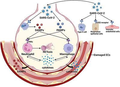 Symmetrical peripheral gangrene: potential mechanisms and therapeutic approaches in severe COVID-19